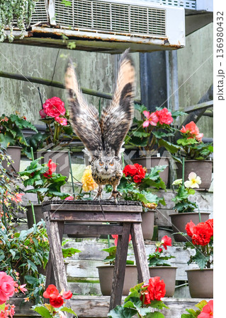 ミミズクのバードショー ミミズクのバードショー 136980432
