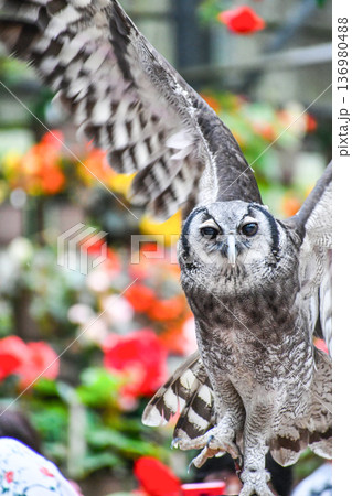 フクロウのバードショー 136980488