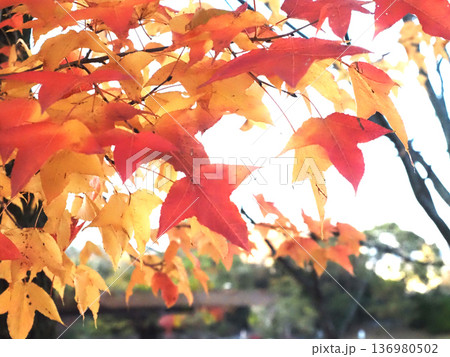 初冬の空と色付いたタイワンフウの葉っぱ（夕方の公園の台湾楓） 136980502