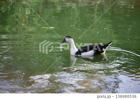 black and white Muscovy duck standing on the grassy bank of a peaceful pond in the soft natural morning light. Nature and farm animal wildlife concept black and white Muscovy duck standing on the grassy bank of a peaceful pond in the soft natural morning light. Nature and farm animal wildlife concept 136980536