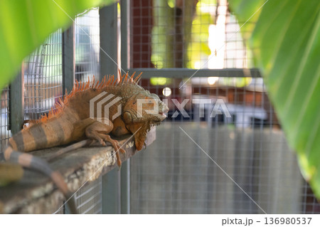 Close-up of a vibrant orange iguana resting on a wooden branch inside a cage. Beautiful reptile with detailed scales and spikes, exotic pet and wildlife concept 136980537