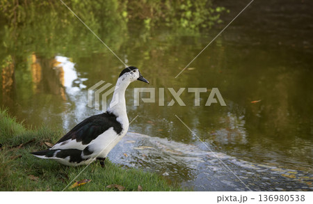 black and white Muscovy duck standing on the grassy bank of a peaceful pond in the soft natural morning light. Nature and farm animal wildlife 136980538