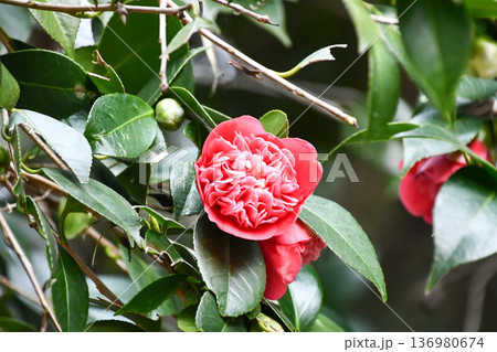 ツバキ「卜伴錦」 Camellia ‘Bokuhan-nishiki’ ツバキ「卜伴錦」 Camellia ‘Bokuhan-nishiki’ 136980674