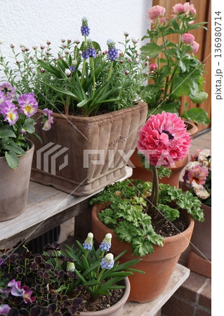 玄関前の花の寄せ鉢 玄関前の花の寄せ鉢 136980714