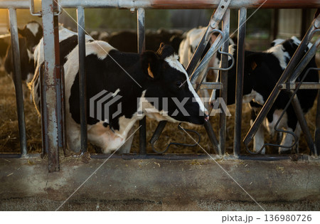 Herd of calves coming to stall on dairy farm at sunset in autumn Herd of calves coming to stall on dairy farm at sunset in autumn 136980726