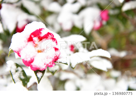 白い雪に紅く映える山茶花の花 136980775