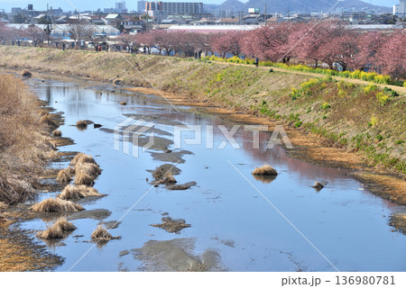 茅ヶ崎小出川土手に咲く河津桜と菜の花と青空 136980781