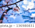 青空に映える桜 136980831