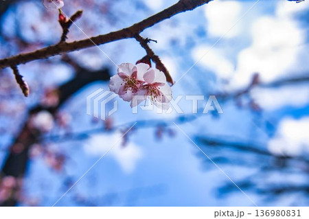 青空に映える桜 青空に映える桜 136980831