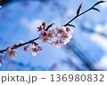 青空に映える桜 136980832