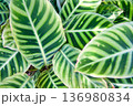 カラテア ゼブリナの葉 136980834