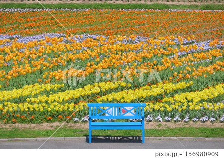 青空と満開のチューリップ畑 136980909