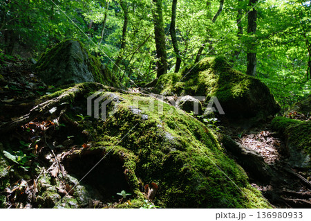 ちょっと険しい猪名川町大野山岩めぐり 136980933
