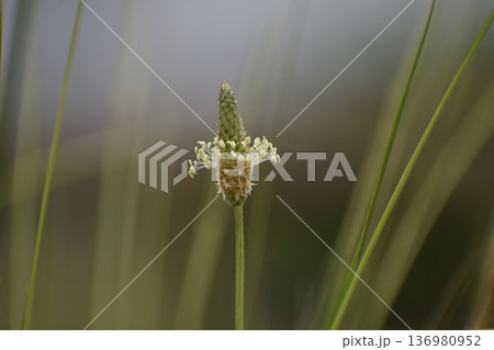 ヘラオオバコの花 ヘラオオバコの花 136980952