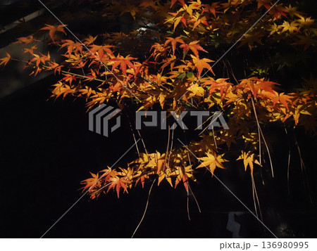 木漏れ日を浴びた紅葉したモミジの葉っぱ(手水舎近くの松葉の引っかかった椛の枝) 木漏れ日を浴びた紅葉したモミジの葉っぱ(手水舎近くの松葉の引っかかった椛の枝) 136980995
