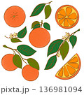 Set of orange on a white background.  136981094