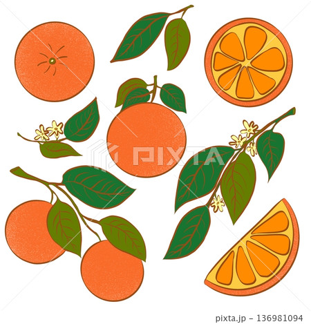 Set of orange on a white background.  136981094