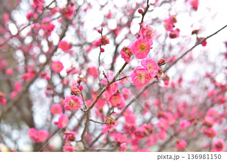 梅の花 梅の花 136981150