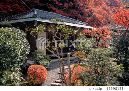 Autumn Colors Surround Zen Garden at Kyoto Hojo Garden Nov 26 2025 Autumn Colors Surround Zen Garden at Kyoto Hojo Garden Nov 26 2025 136981514