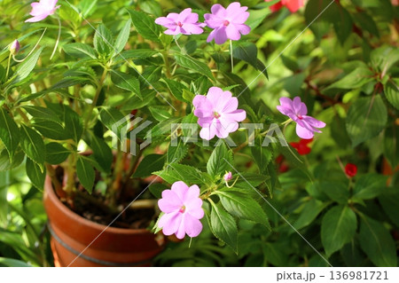 可愛い インパチェンスの花 可愛い インパチェンスの花 136981721