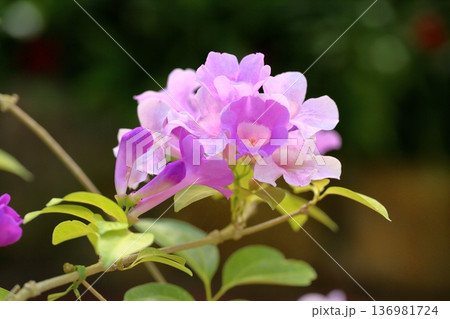 ニンニクカズラの花 ニンニクカズラの花 136981724