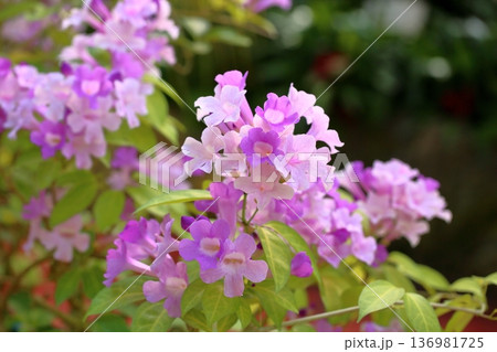 ニンニクカズラの花 136981725