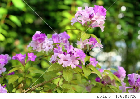 ニンニクカズラの花 136981726