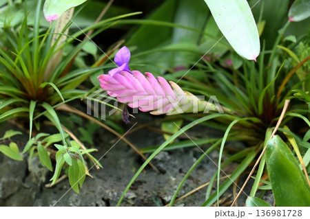 魅惑的　チランジア・シアネアの花 136981728