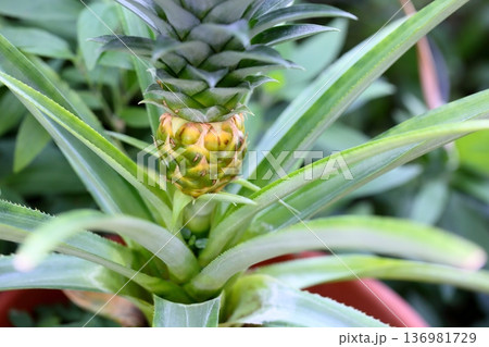 可愛い　パイナップルの実 136981729