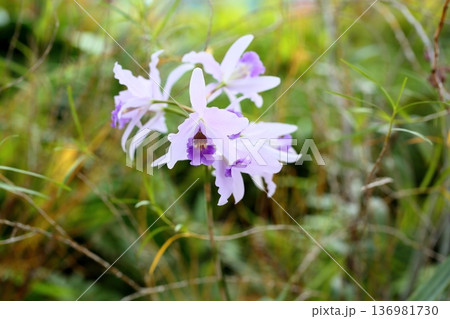 レリオカトレア　リグレイブルーヘブンの花 136981730