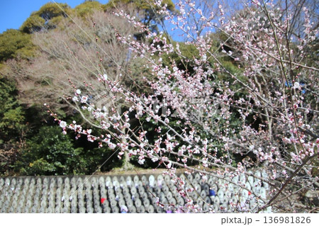 福岡県宗像市の鎮国寺の水子地蔵尊 福岡県宗像市の鎮国寺の水子地蔵尊 136981826