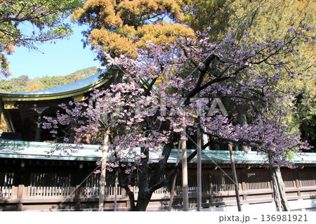 福岡県福津市の宮地嶽神社の開運桜 136981921