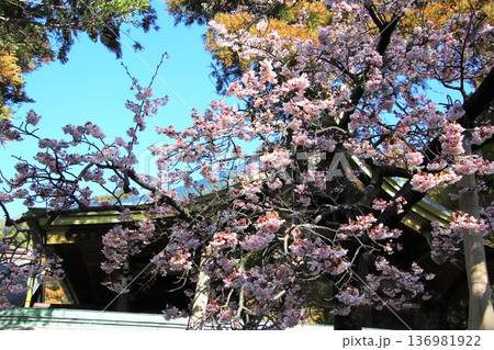 福岡県福津市の宮地嶽神社の開運桜 福岡県福津市の宮地嶽神社の開運桜 136981922