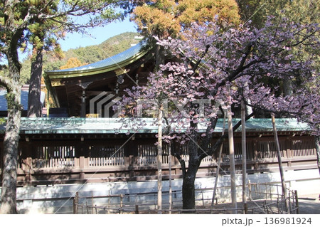 福岡県福津市の宮地嶽神社の開運桜 福岡県福津市の宮地嶽神社の開運桜 136981924