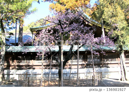 福岡県福津市の宮地嶽神社の開運桜 福岡県福津市の宮地嶽神社の開運桜 136981927