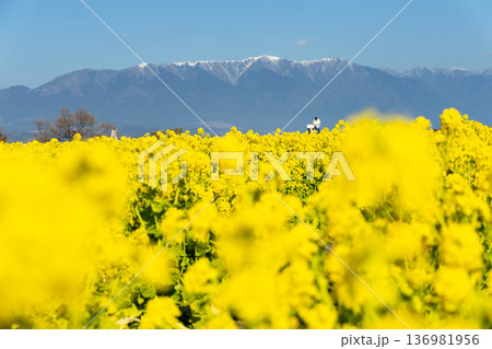 菜の花畑越しに望む冠雪の山 136981956
