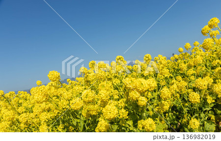 菜の花畑と青い空 136982019