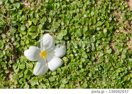 White frangipani flowers on a green background. White frangipani flowers on a green background. 136982037