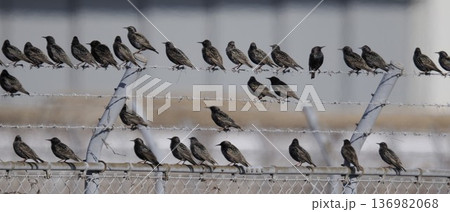 ホシムクドリ 136982068