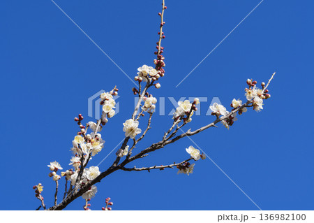 白い梅の花 136982100