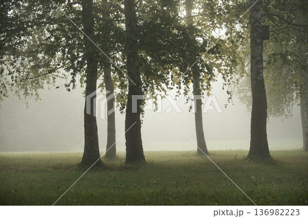 Misty morning in a tranquil forest with tall trees and soft sunlight filtering through. Misty morning in a tranquil forest with tall trees and soft sunlight filtering through. 136982223