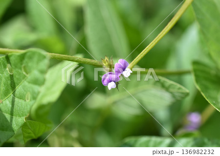 小さなツルマメの花 小さなツルマメの花 136982232