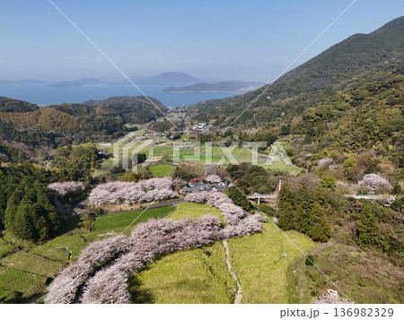 福岡県糸島市の桜をドローンで空撮 福岡県糸島市の桜をドローンで空撮 136982329