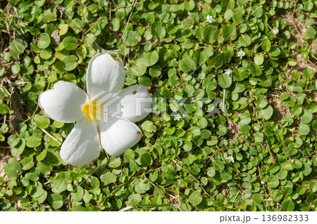 White frangipani flowers on a green background. 136982333