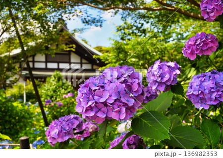 本土寺　美しいあじさい（千葉県松戸市） 136982353