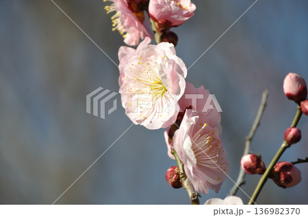 青空に咲くピンクの花のクローズアップ 136982370