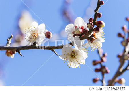 白い梅の花 136982371