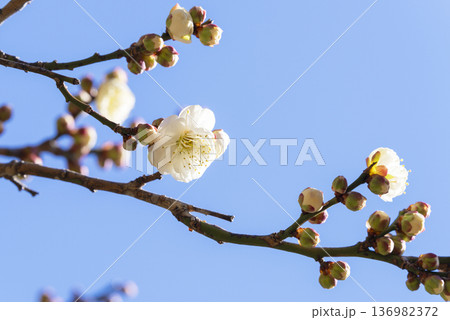 白い梅の花 136982372