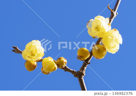 ロウバイの花 136982376