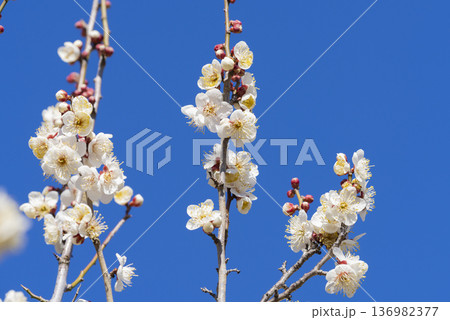 白い梅の花 白い梅の花 136982377